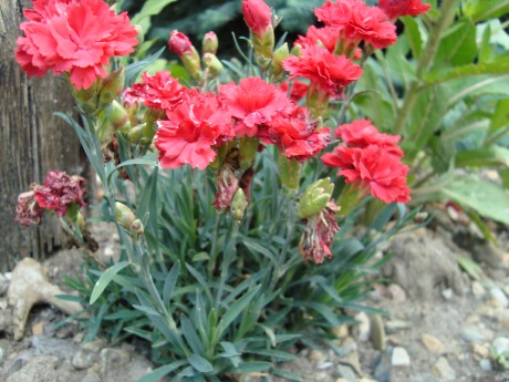 DSC06332.JPG