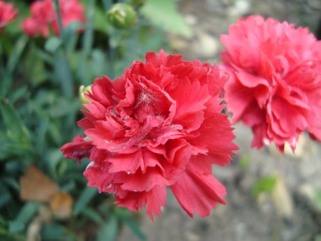 DSC06333.JPG
