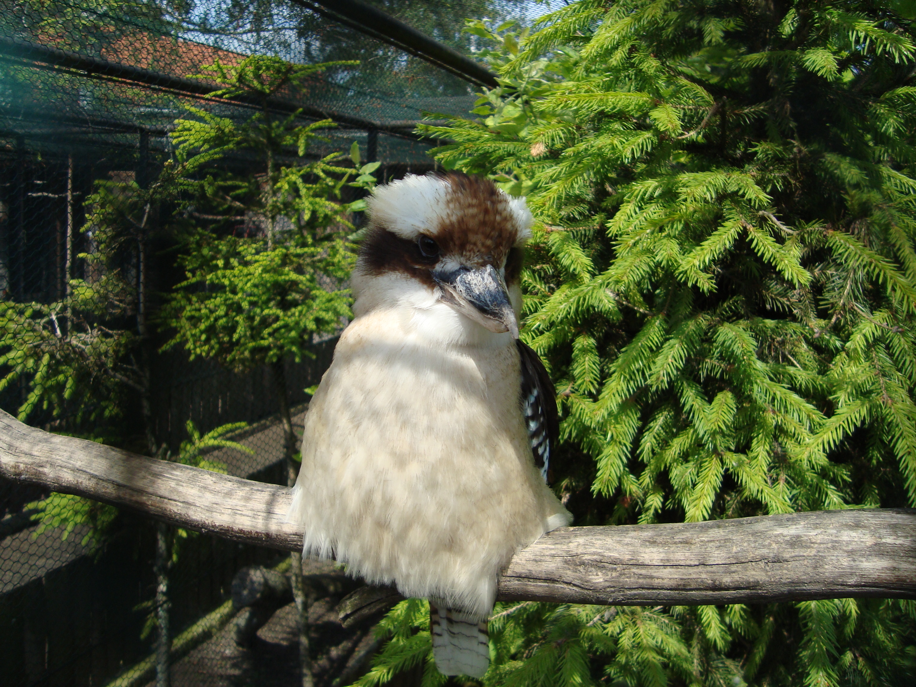 DSC00502.JPG