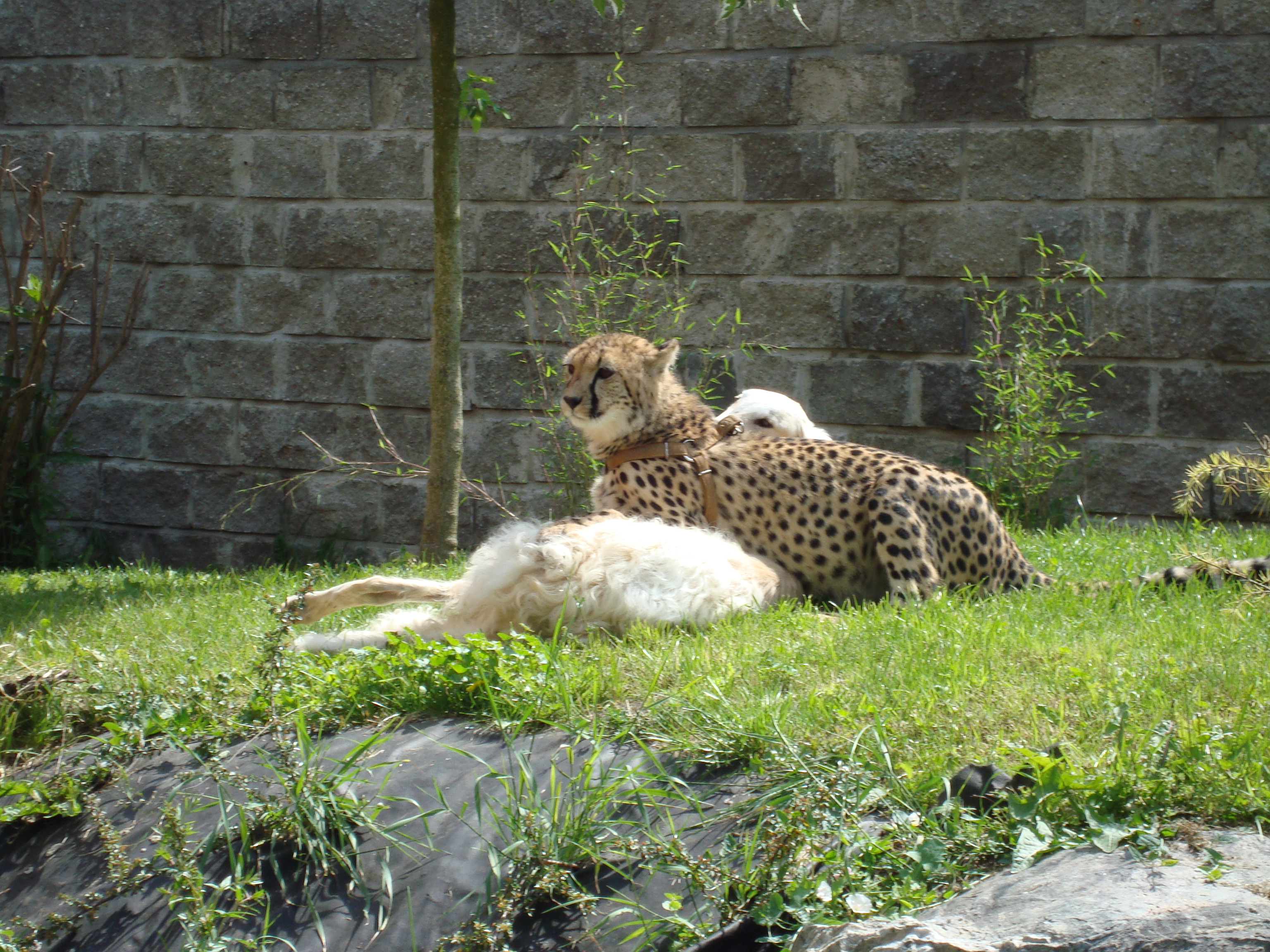 DSC00520.JPG