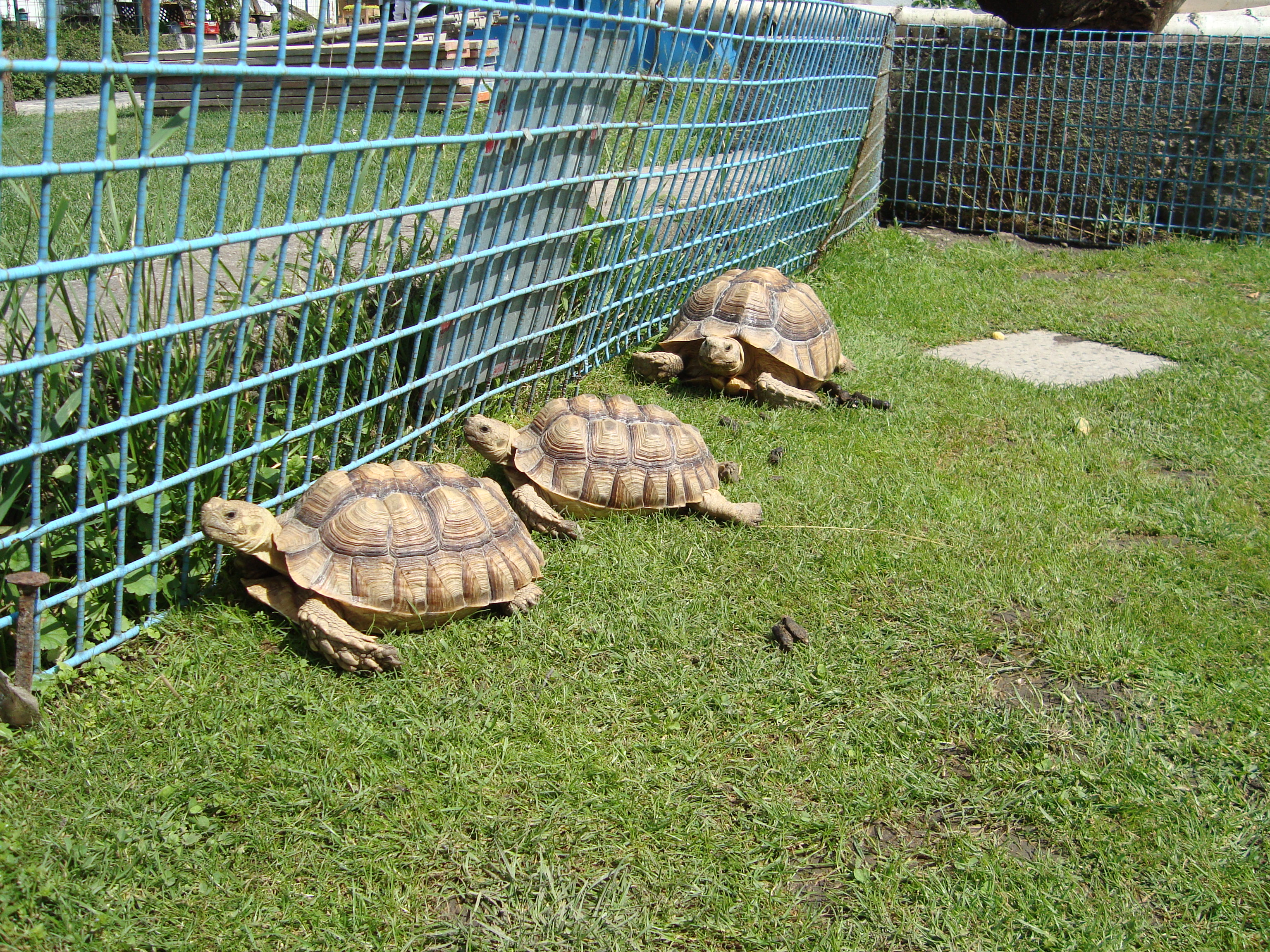 DSC00530.JPG